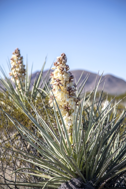 Adams Needle BBNP Castolon Area Dec 2018